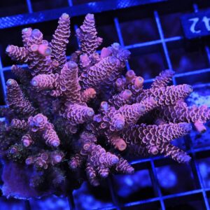 E42 - INDO ACRO PINK PURPLE MILLE CULTURED