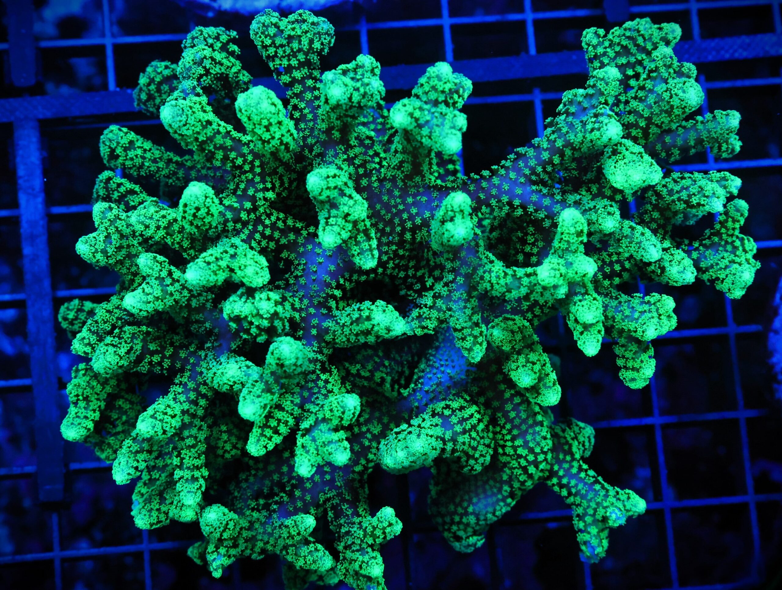 E49 - INDO SERIATOPORA SCREAMING GREEN XXL