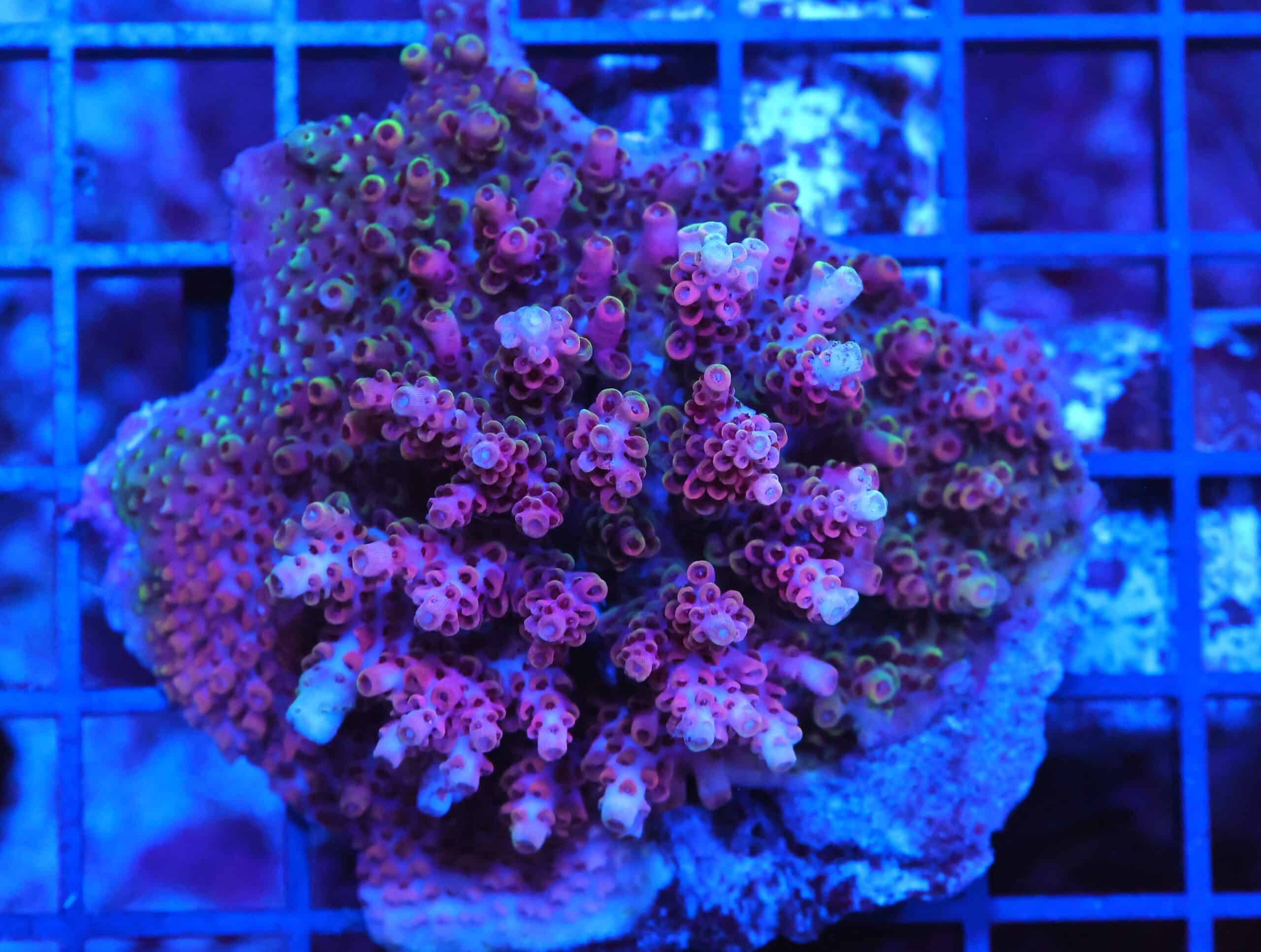 E51 - AUSSIE ACRO PINK TABLE