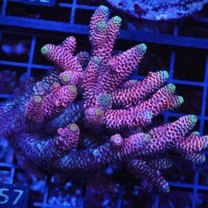 E57 - AUSSIE ACRO HOT PINK MILLE