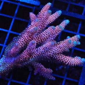 E63 - AUSSIE ACRO PINK BLUE TIP MILLE
