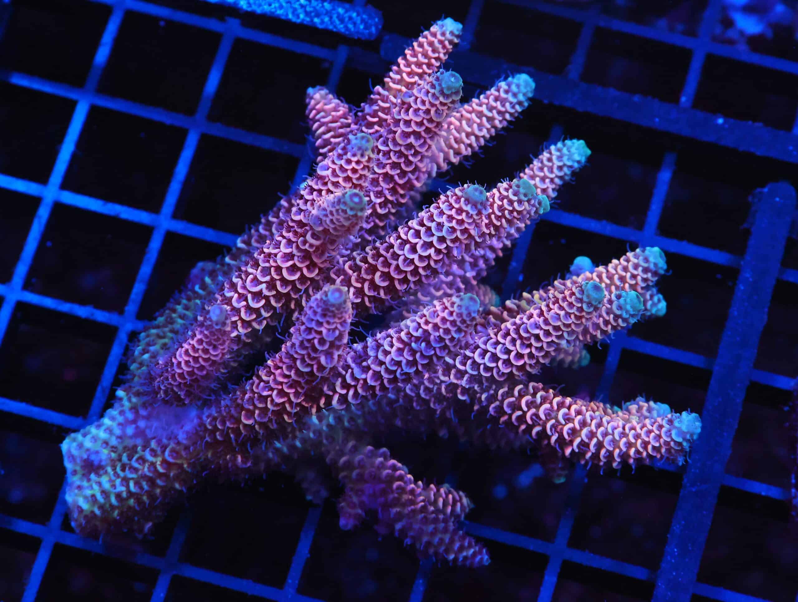 E63 - AUSSIE ACRO PINK BLUE TIP MILLE