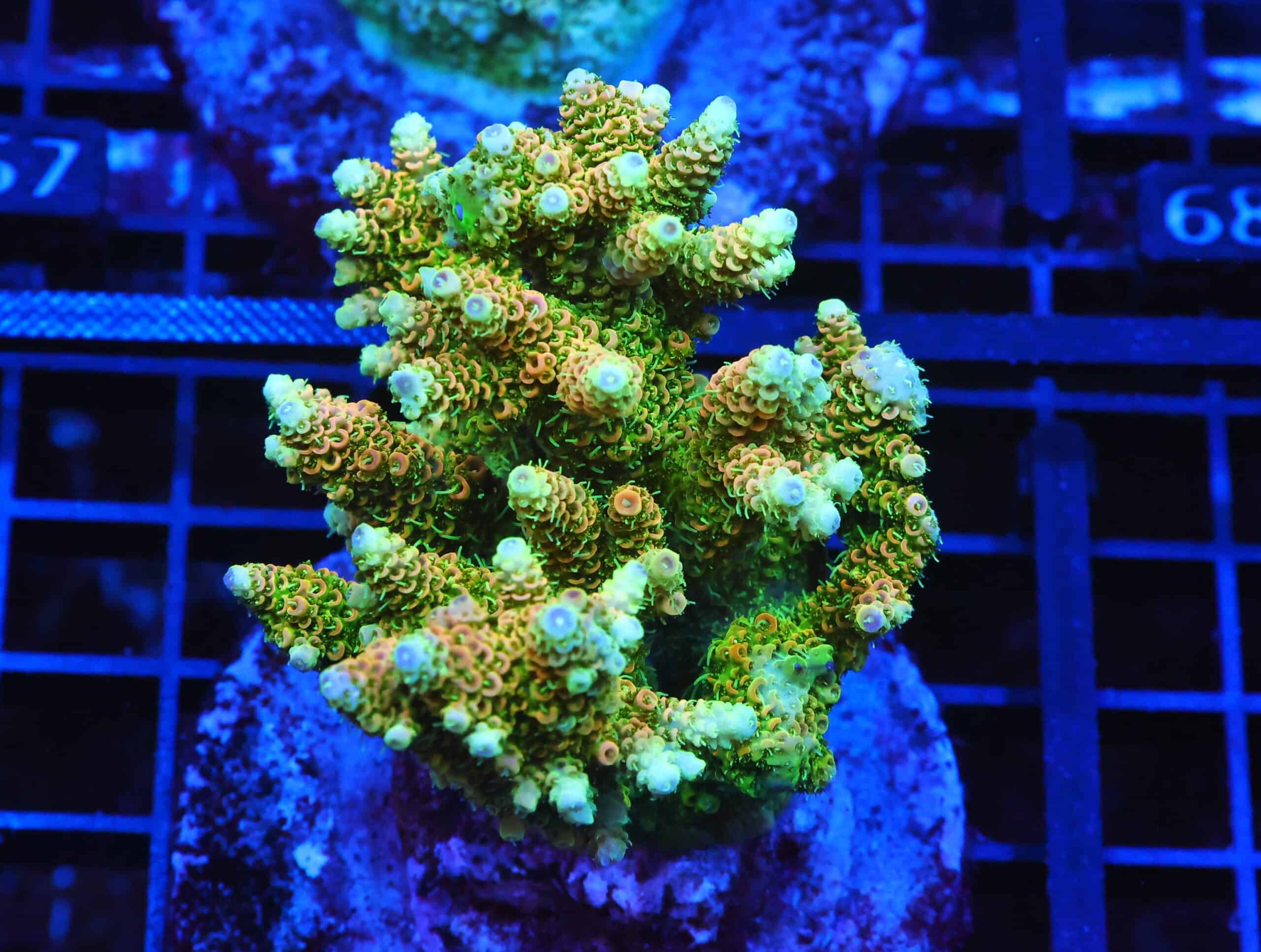 E62 - INDO ACRO SUNRISE MILLE CULTURED