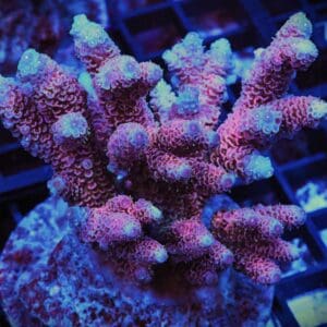 E69 - INDO ACRO HOT PINK MILLE CULTURED