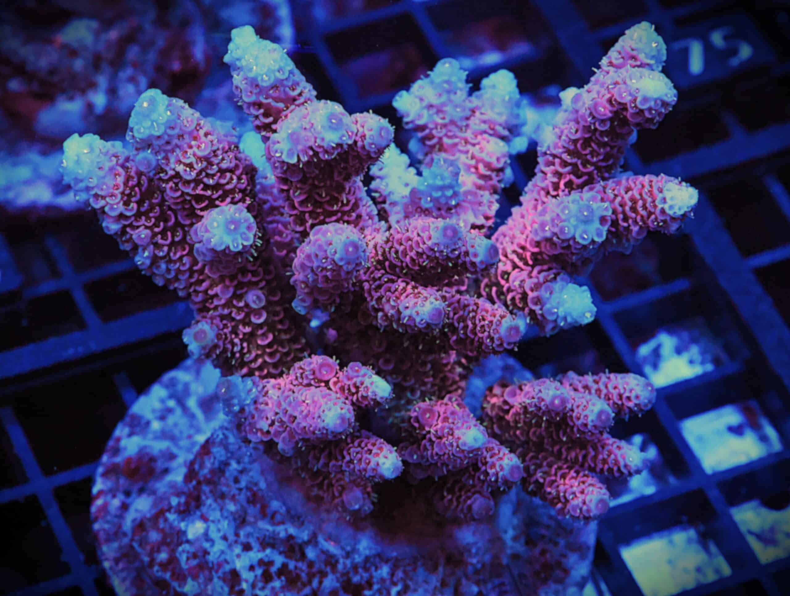 E69 - INDO ACRO HOT PINK MILLE CULTURED