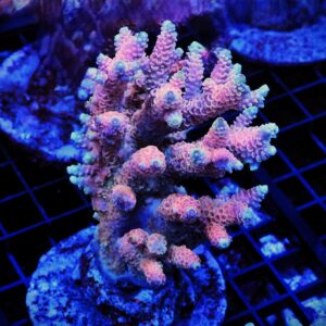 E74 - INDO ACRO HOT PINK MILLE CULTURED