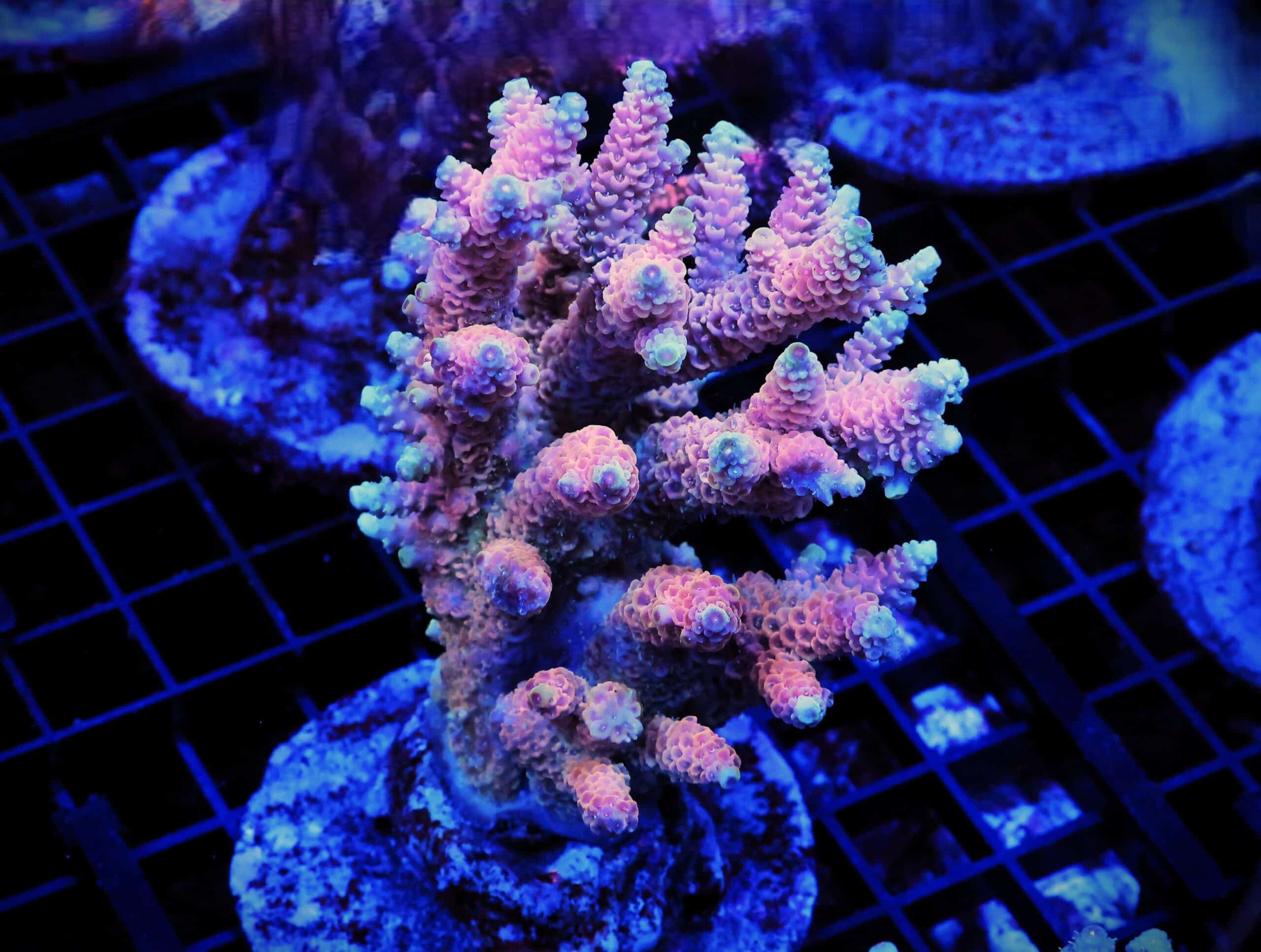 E74 - INDO ACRO HOT PINK MILLE CULTURED