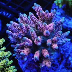 E77 - INDO ACRO PINK BLUE TIP MILLE CULTURED