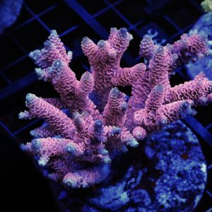 E87 - INDO ACRO HOT PINK MILLE CULTURED
