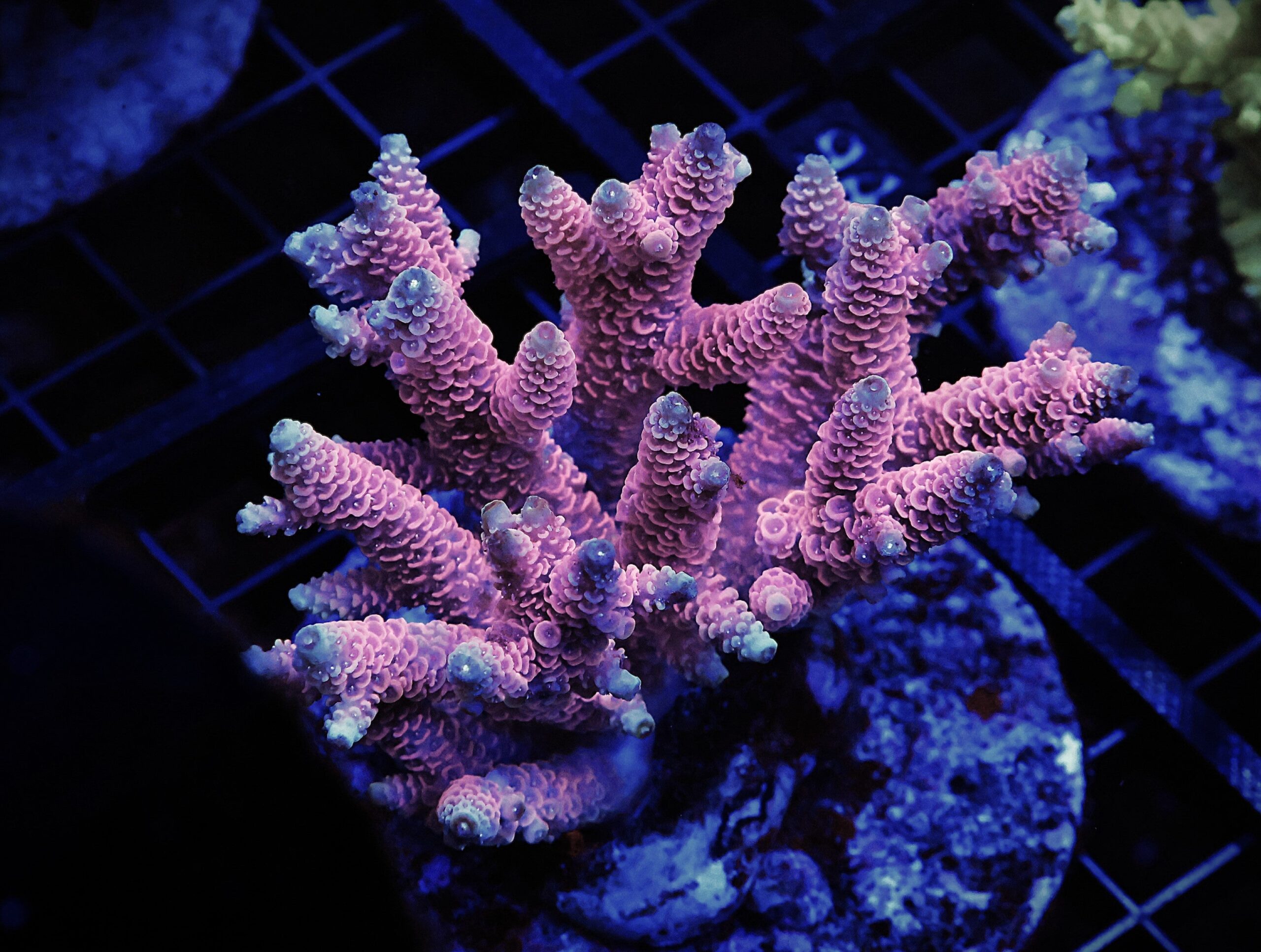 E87 - INDO ACRO HOT PINK MILLE CULTURED