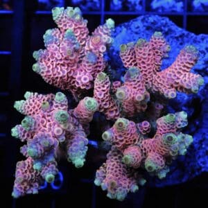 E96 - INDO ACRO HOT PINK MILLE CULTURED