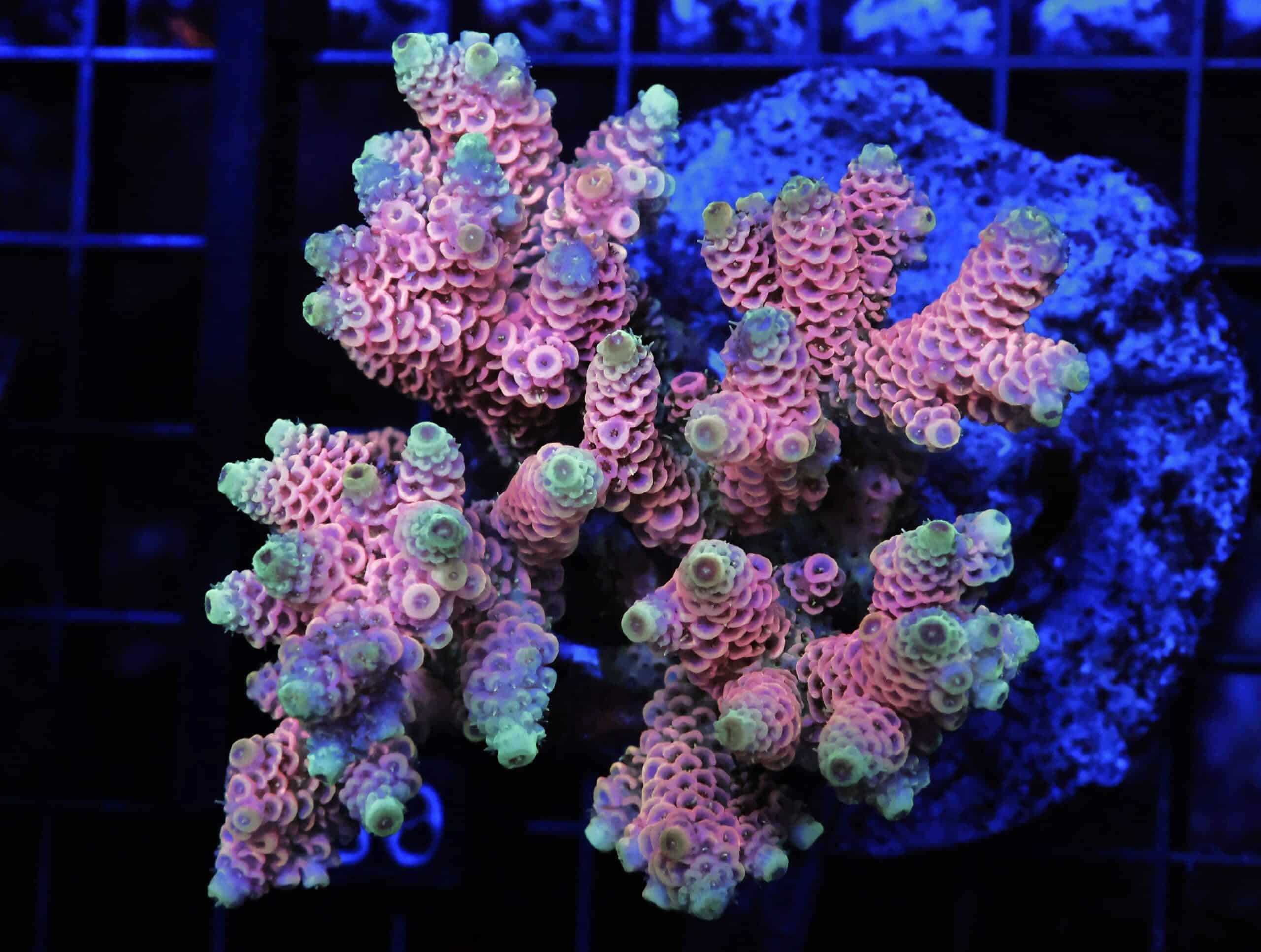 E96 - INDO ACRO HOT PINK MILLE CULTURED