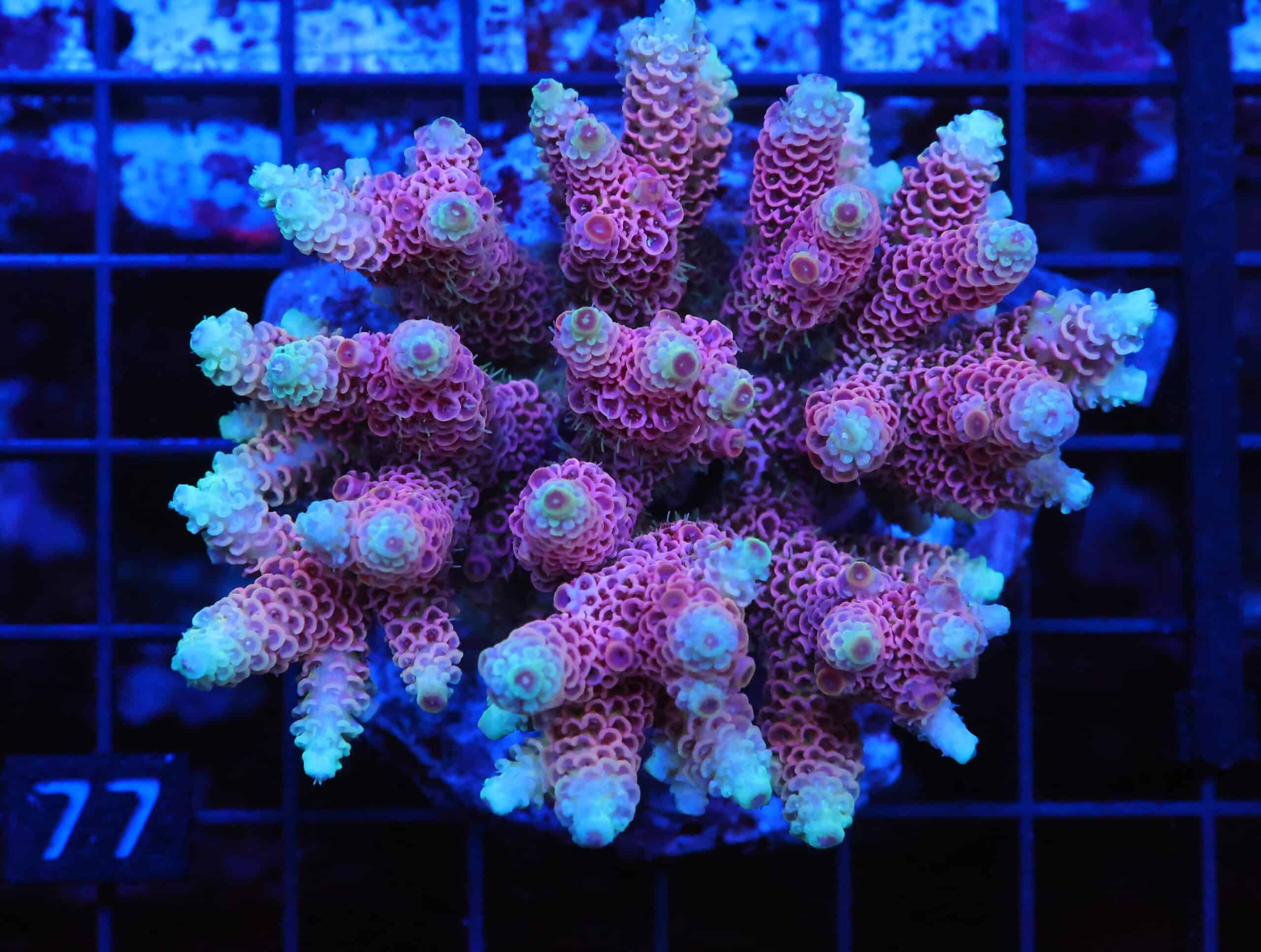E99 - INDO ACRO HOT PINK MILLE CULTURED