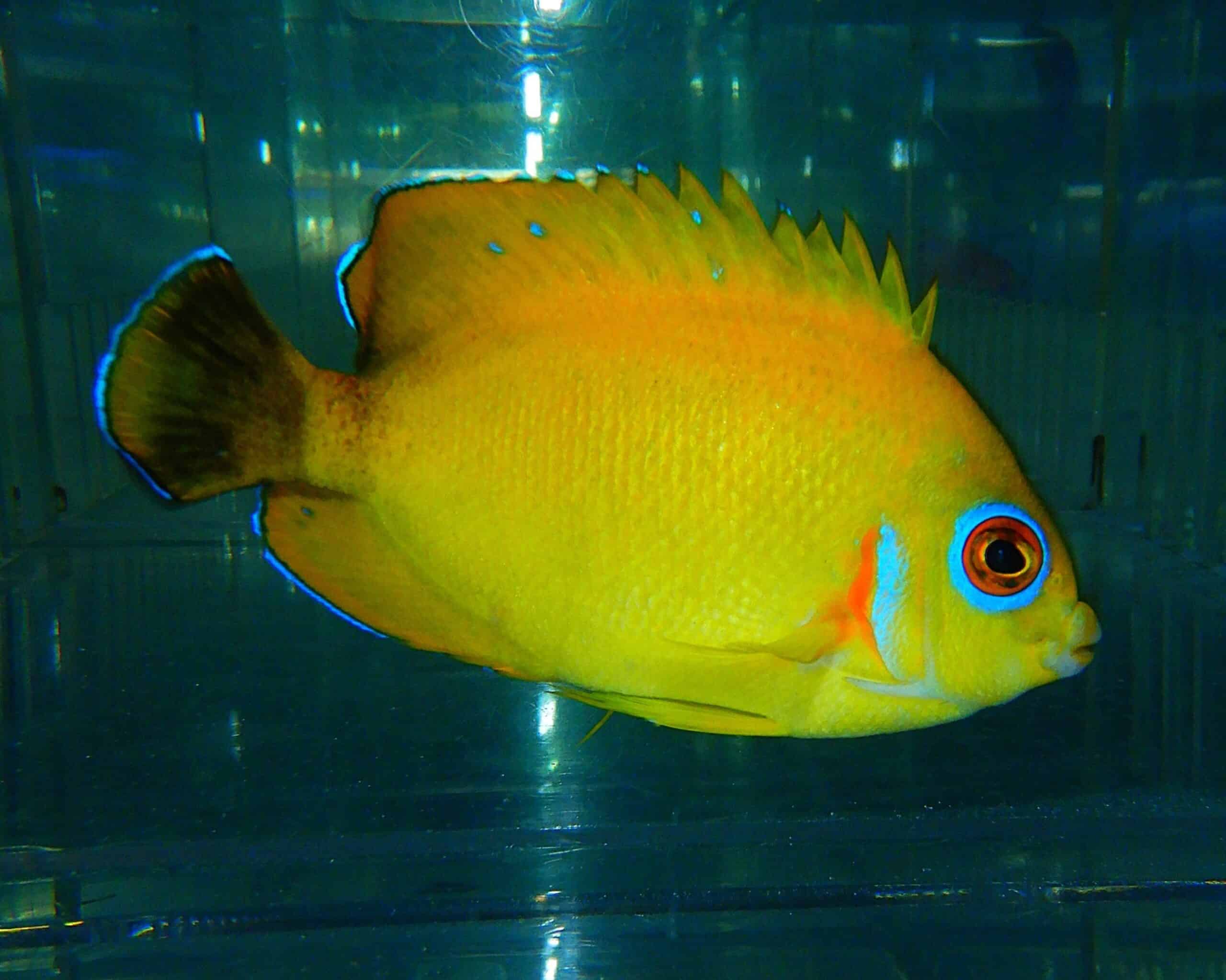 F08 - BLACKTAIL LEMONPEEL ANGEL