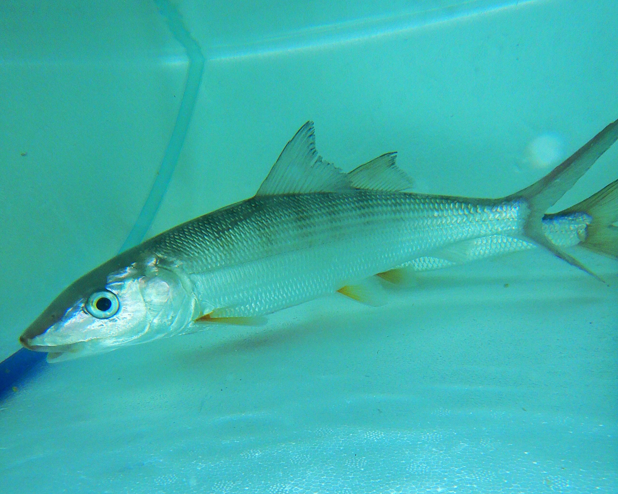 F22 - BONE FISH 12 PLUS INCH