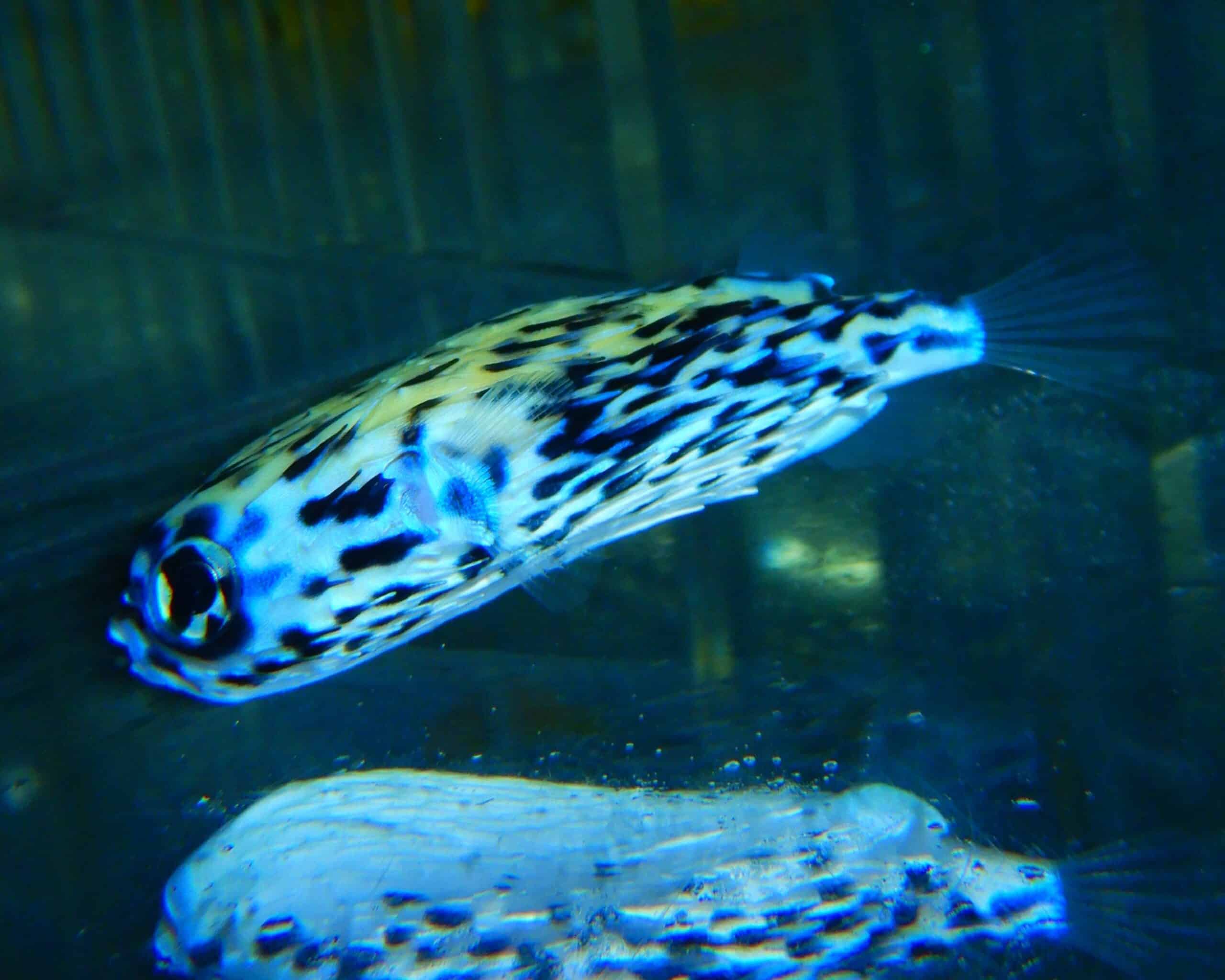 F21 - BLUE PELAGIC PORCUPINE PUFFER 2 INCH