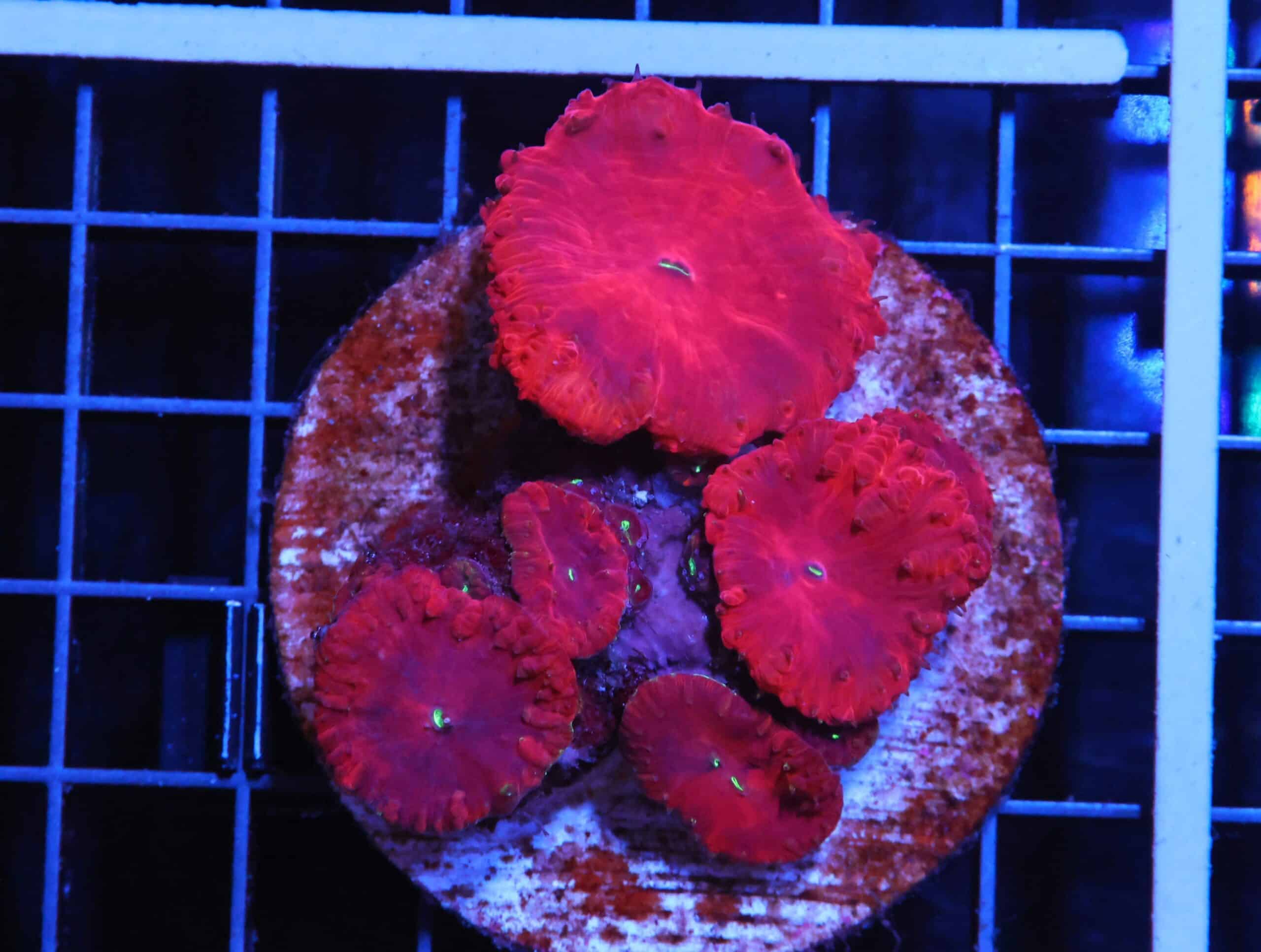 H01 - INDO RUBY RED BLASTO