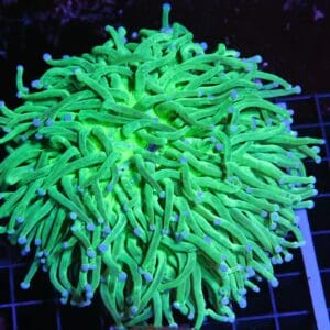 H135 - AUSSIE BLUE TIP HELIOFUNGIA