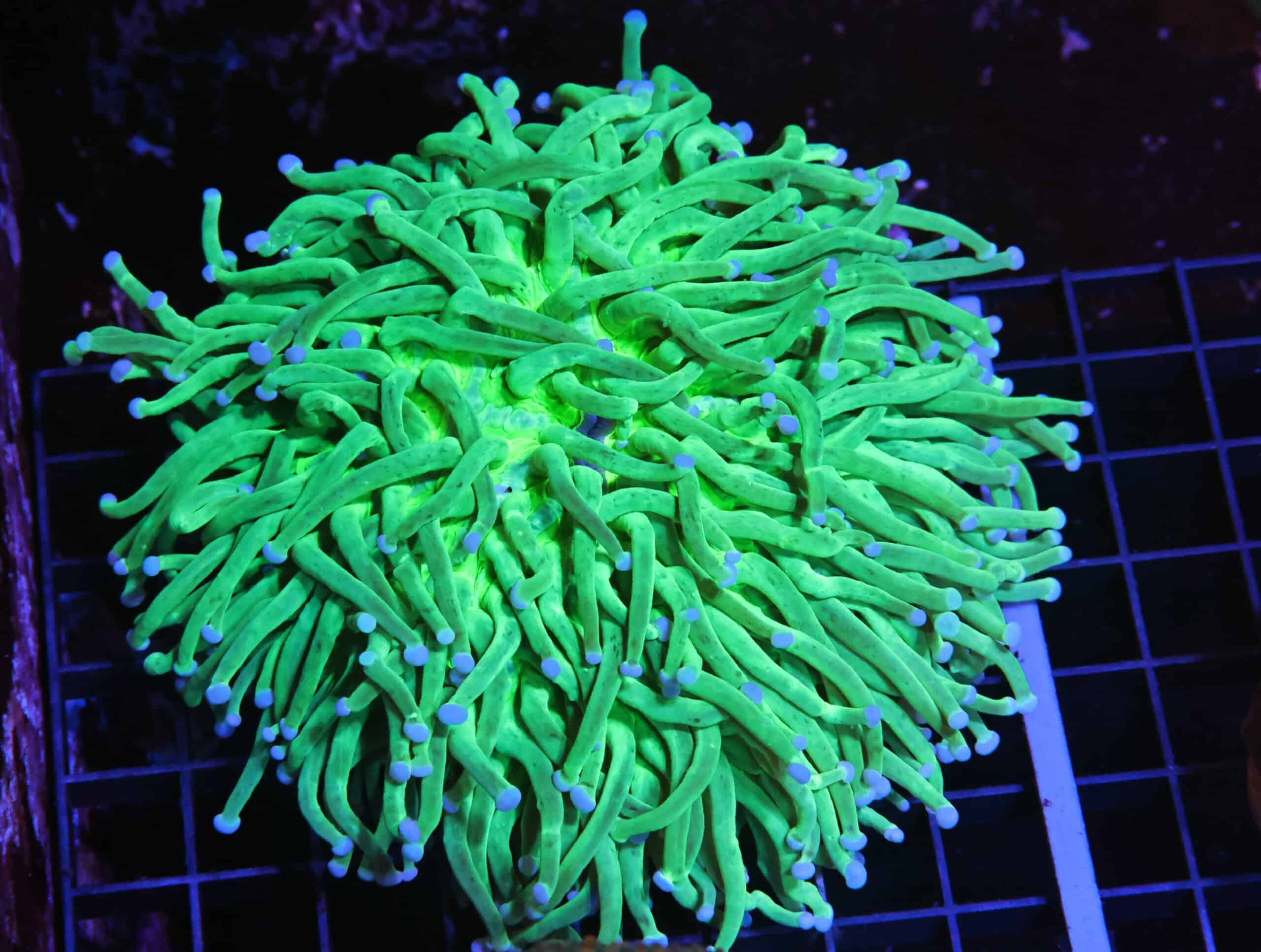 H135 - AUSSIE BLUE TIP HELIOFUNGIA