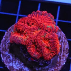 H18 - INDO CHRISTMAS SPARKLE BLASTO