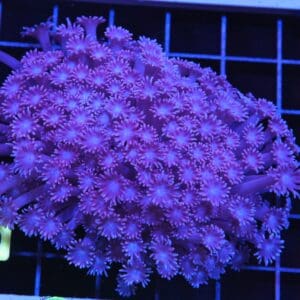 H19 - INDO PURPLE MIST GONIOPORA