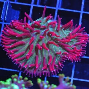 H21 - INDO WATERMELON JOLLY RANCHER DIASERIS
