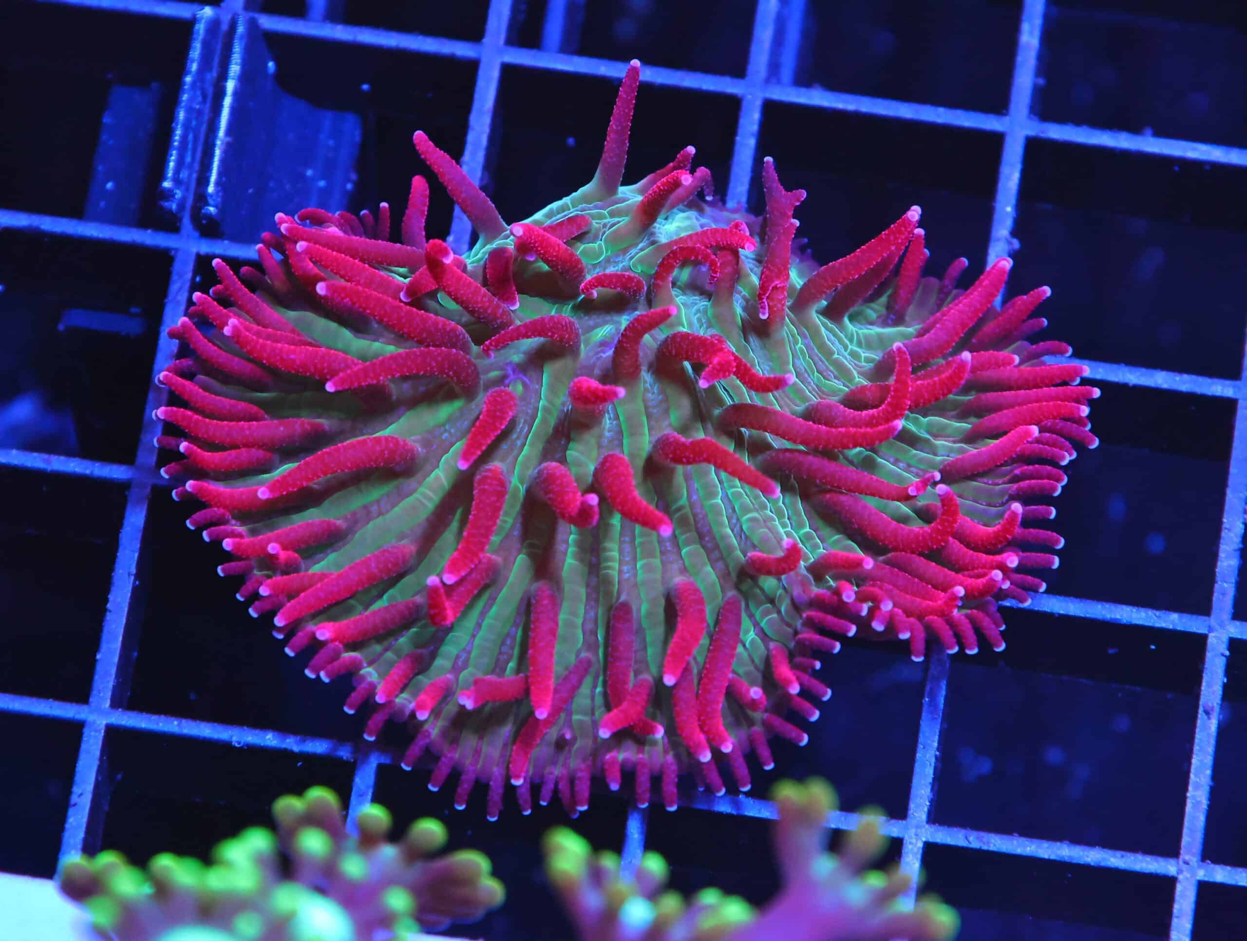H21 - INDO WATERMELON JOLLY RANCHER DIASERIS