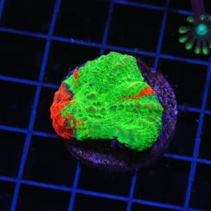 H35 - AUSSIE BLEEDING APPLE SCOLYMIA AUSTRALIS CULTURED