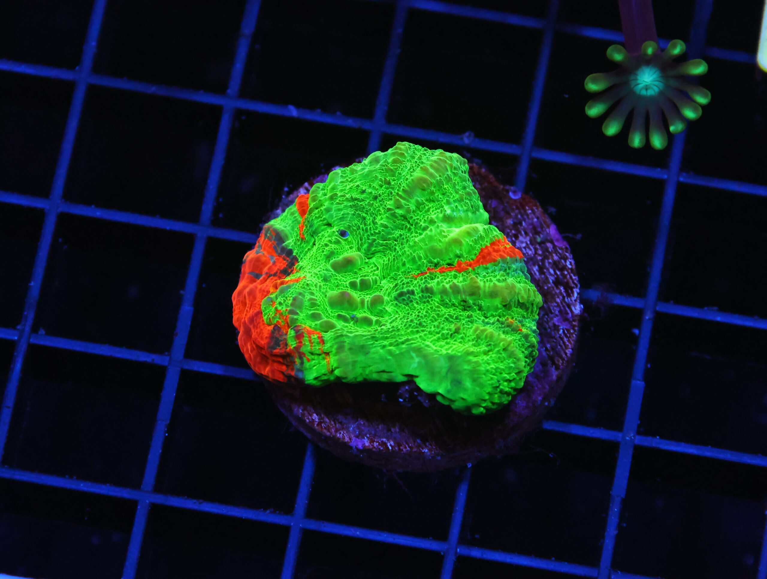 H35 - AUSSIE BLEEDING APPLE SCOLYMIA AUSTRALIS CULTURED