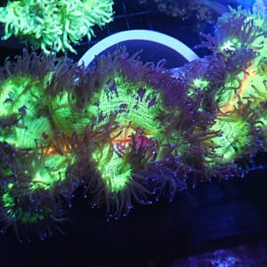 H41 - INDO RED MOUTH ELEGANCE XXL