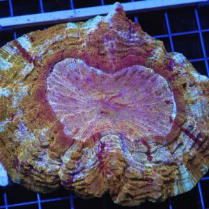 H43 - INDO MYSTIC GOLD ACANTHOPHYLLIA