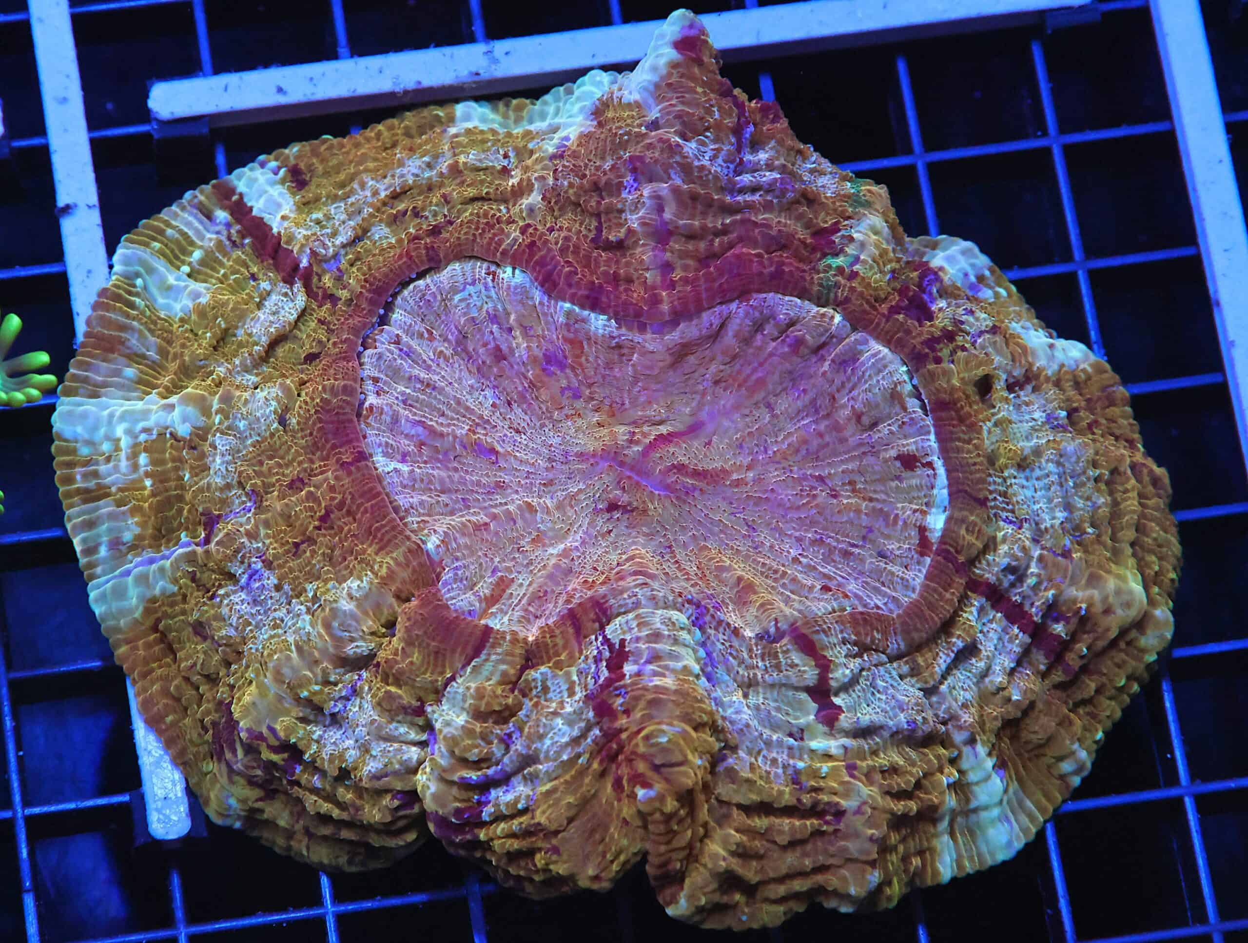 H43 - INDO MYSTIC GOLD ACANTHOPHYLLIA