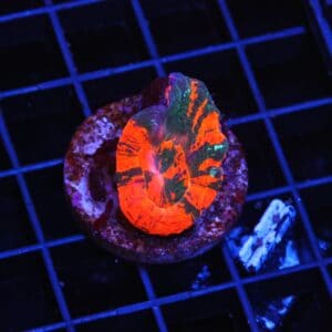 H71 - AUSSIE BLEEDING APPLE SCOLYMIA AUSTRALIS CULTURED
