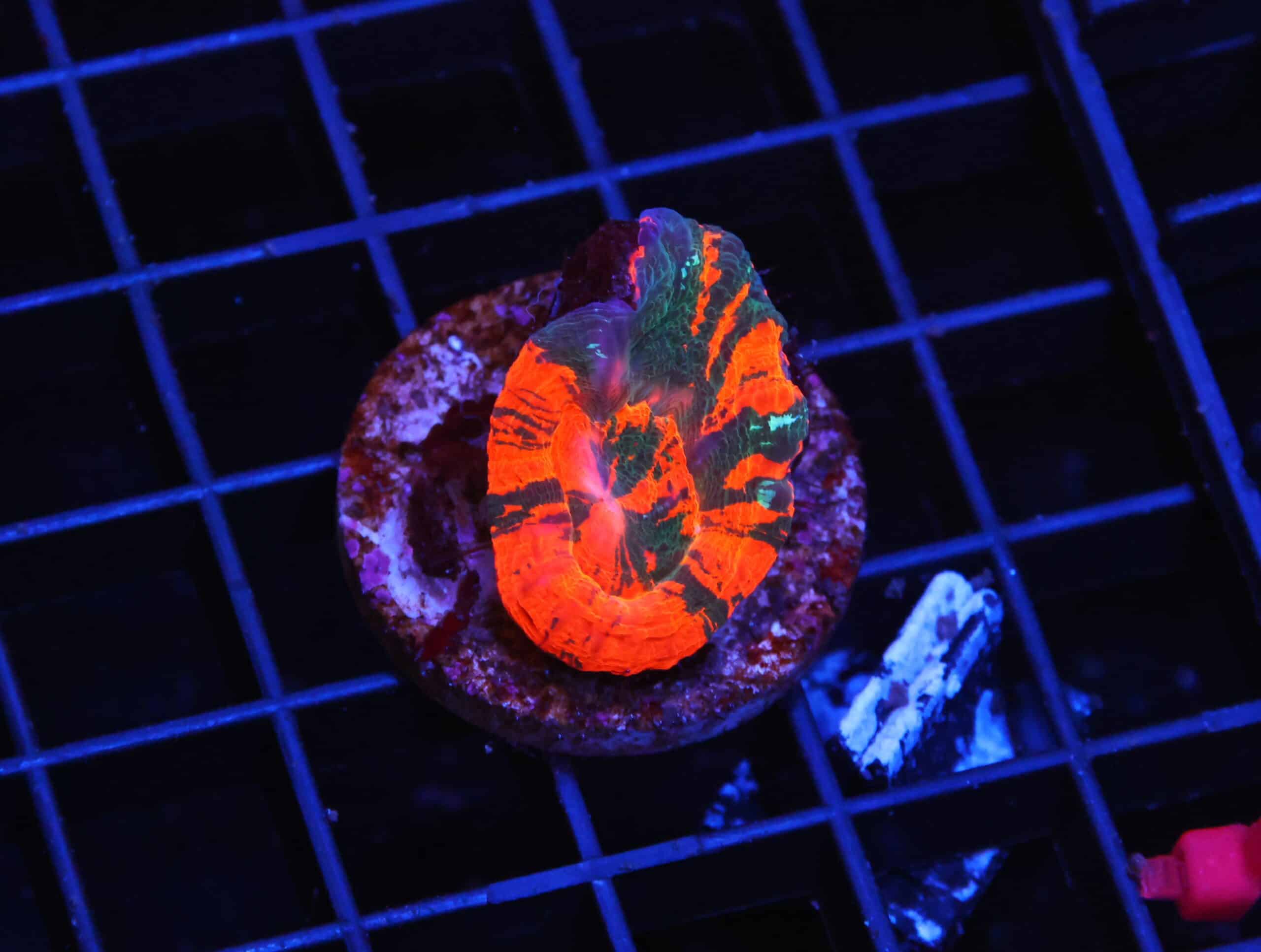 H71 - AUSSIE BLEEDING APPLE SCOLYMIA AUSTRALIS CULTURED