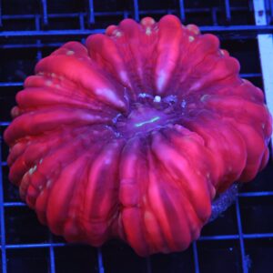 H72 - INDO RUBY RED CYNARINA