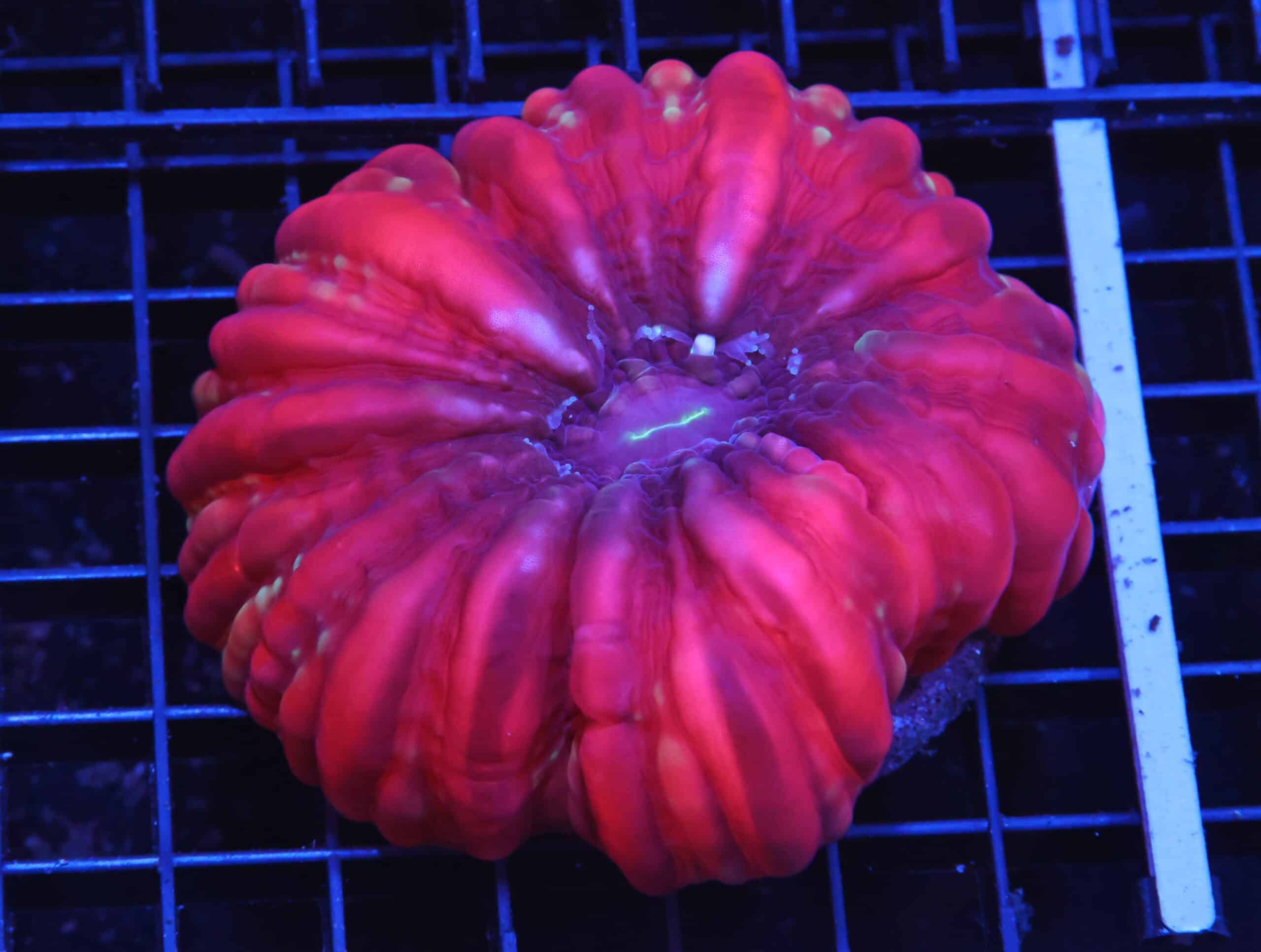 H72 - INDO RUBY RED CYNARINA