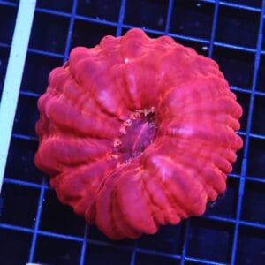 H79 - INDO RUBY RED CYNARINA