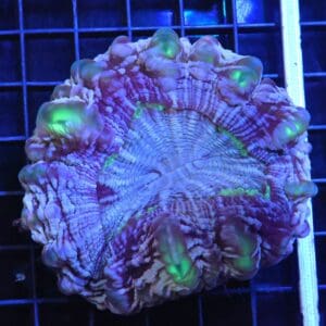 H90 - INDO MYSTIC JOKER CYNARINA