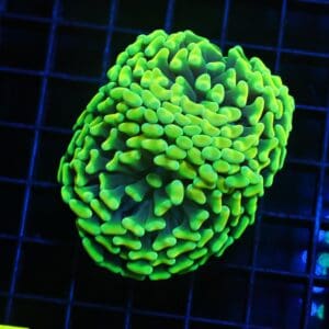 J06 - INDO HAMMER BRANCH NEON YELLOW 2 HEAD