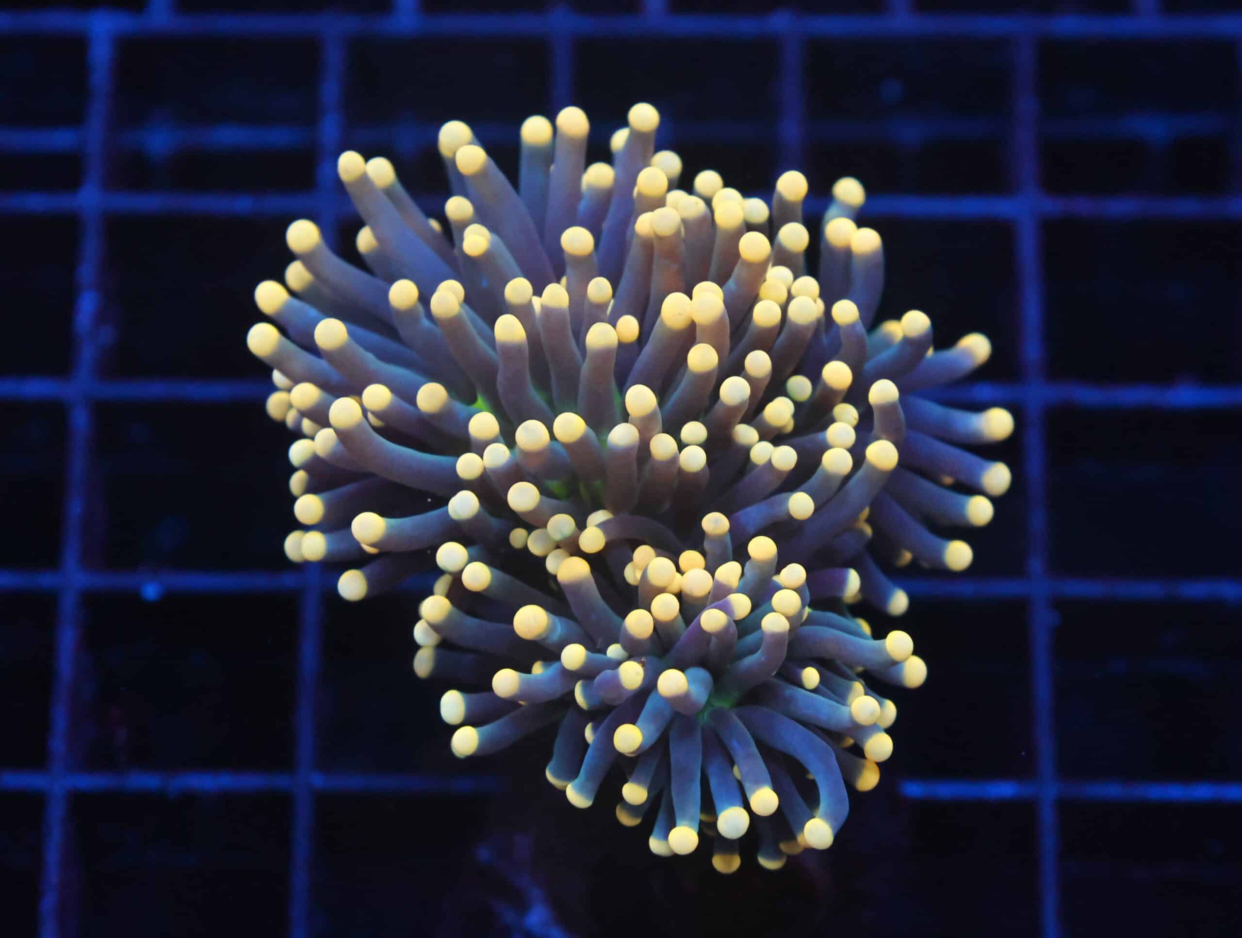 J113 - INDO TORCH BLACK LIGHT 2 HEAD