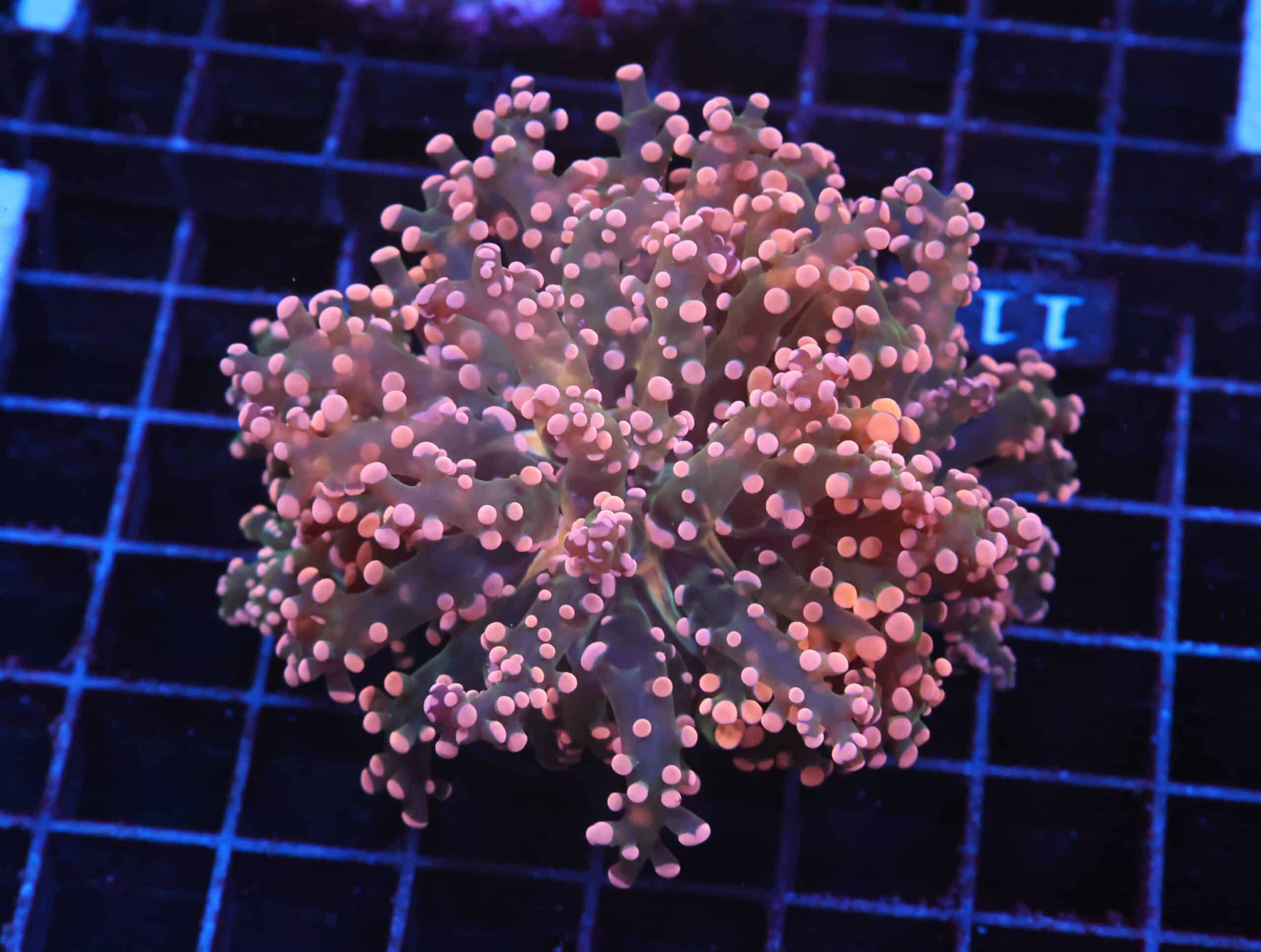 J117 - INDO FROGSPAWN BRANCH ORANGE 3 HEAD