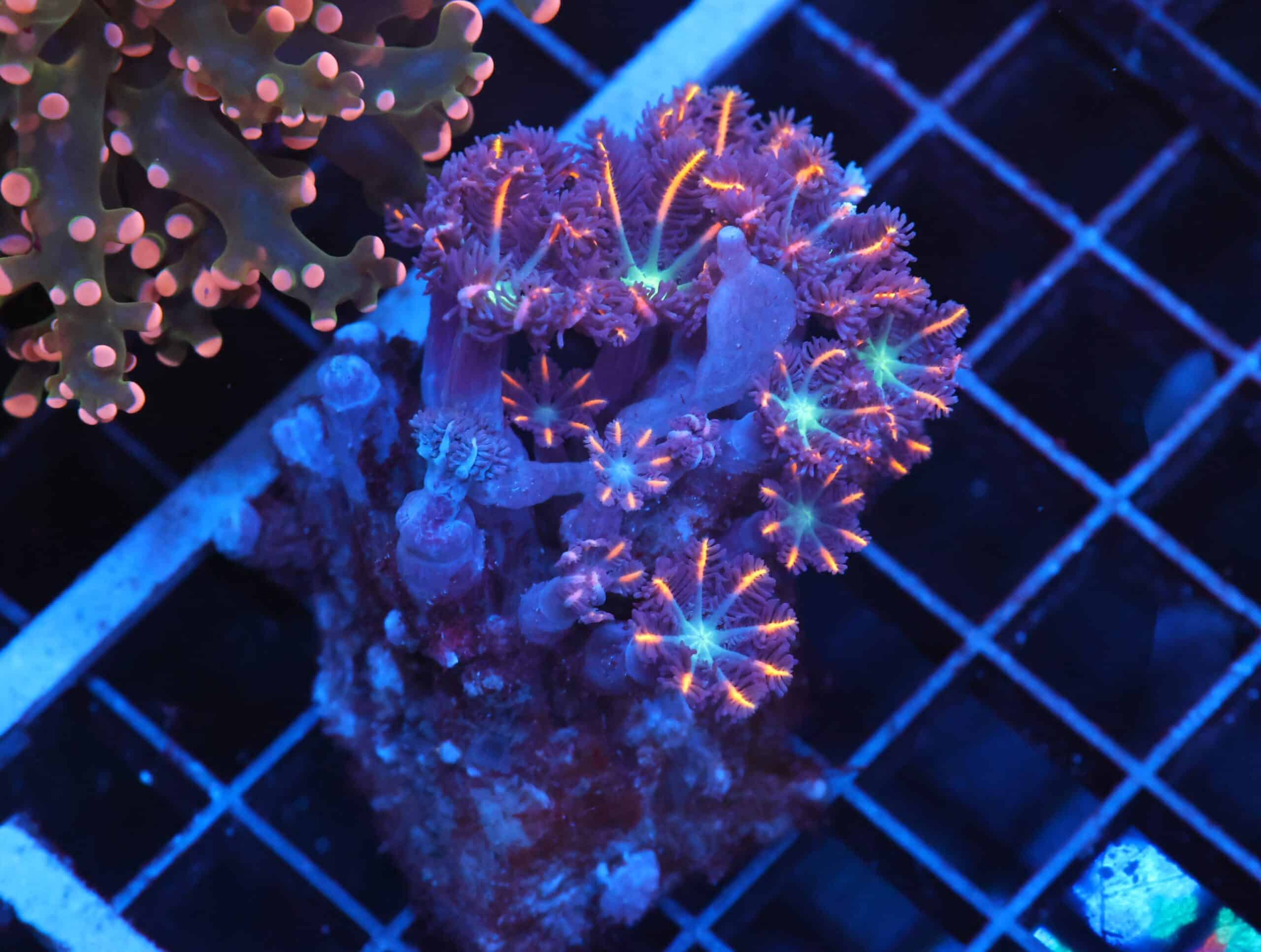 J118 - INDO GLOVE POLYP