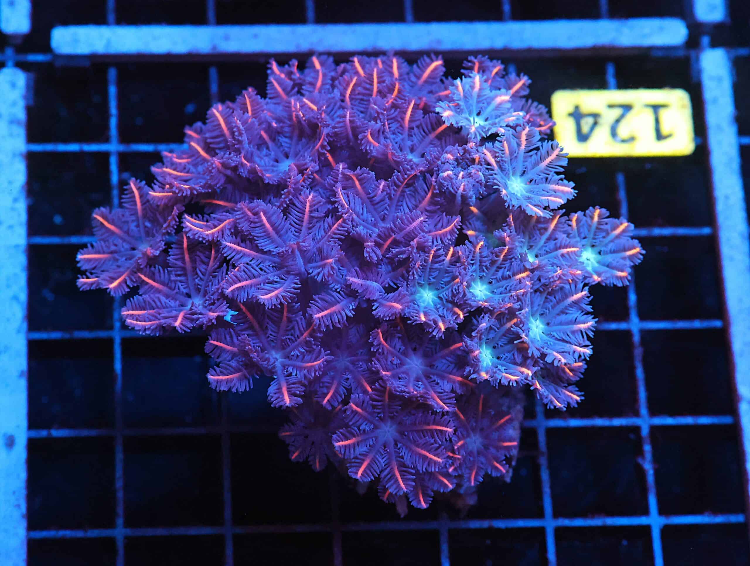 J124 - INDO GLOVE POLYP