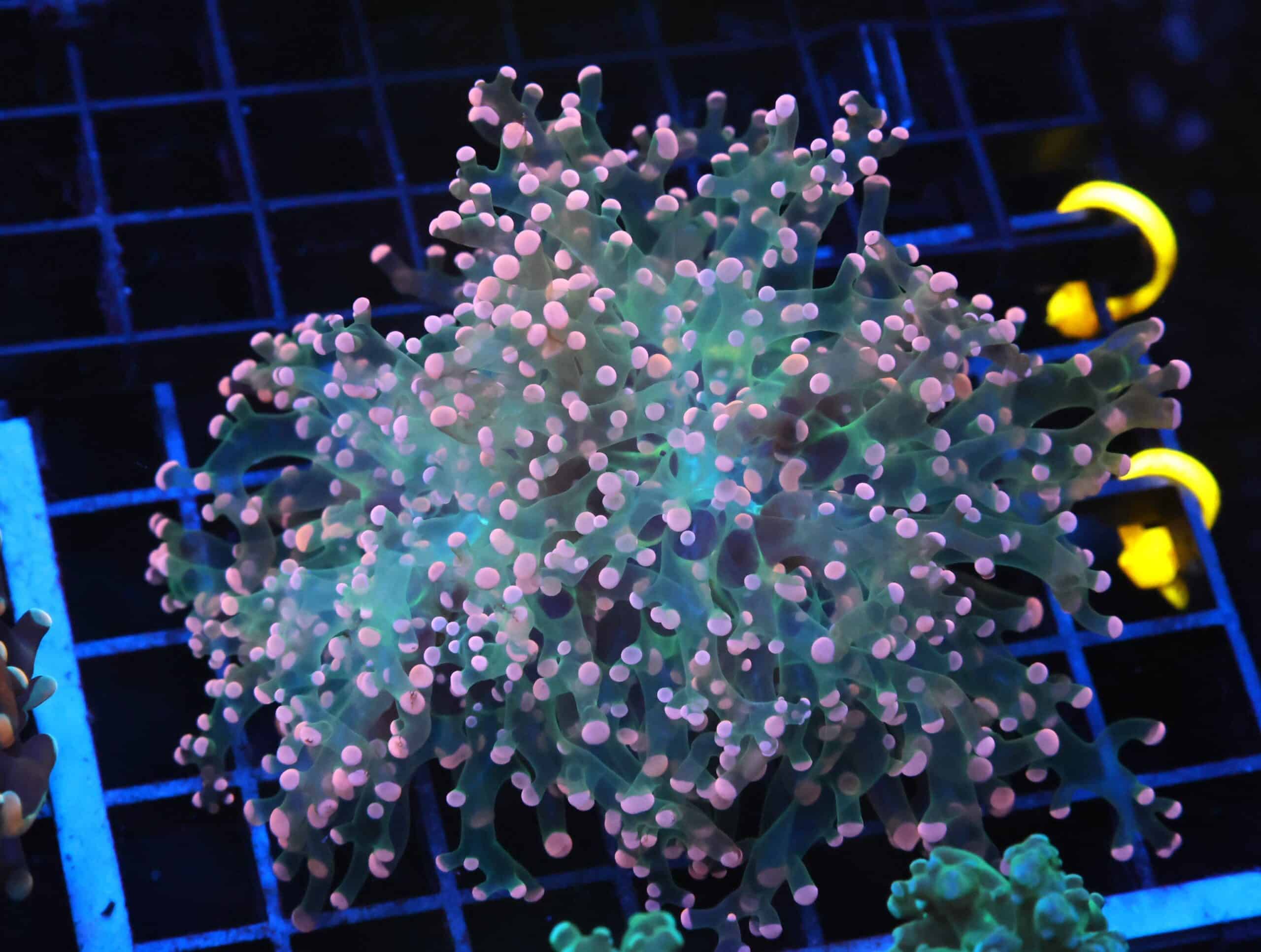 J26 - INDO FROGSPAWN BRANCH ORANGE 2 HEAD