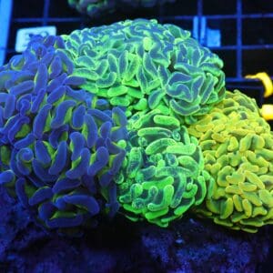 J25 - AUSSIE HAMMER THICK BRANCH RAINBOW GARDEN 6 HEAD