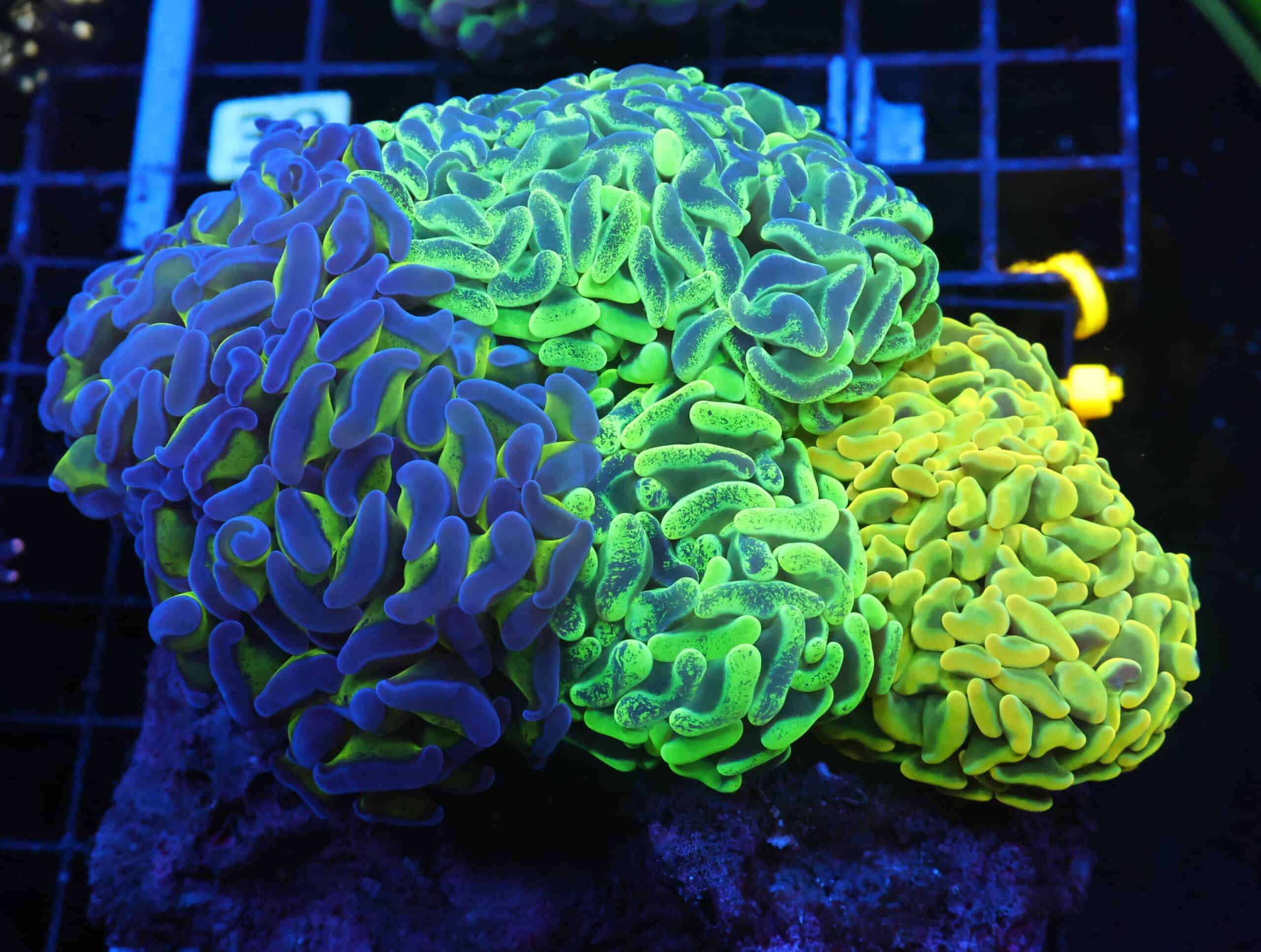 J25 - AUSSIE HAMMER THICK BRANCH RAINBOW GARDEN 6 HEAD