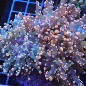 J35 - INDO FROGSPAWN BRANCH ORANGE 4 HEAD