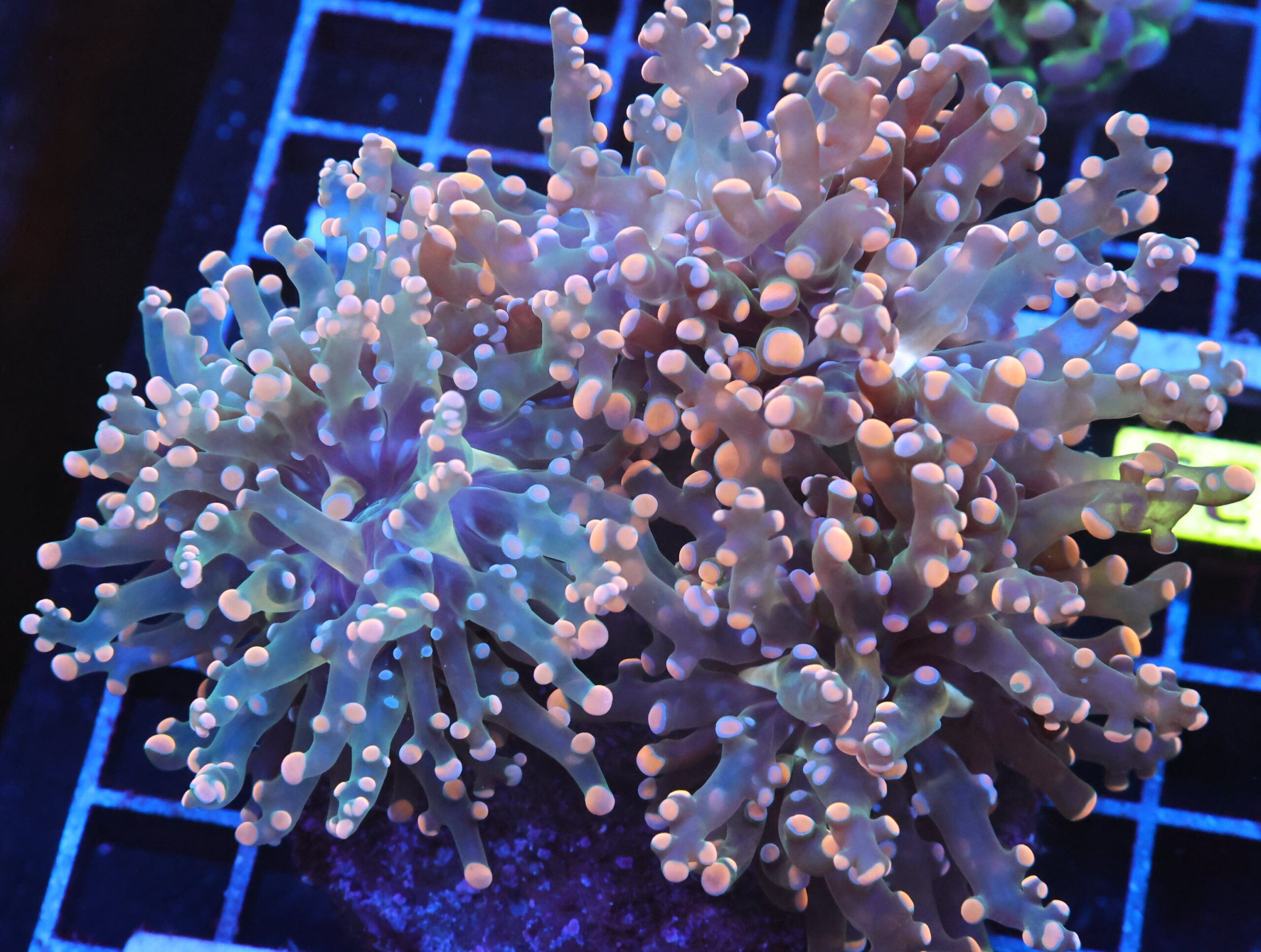 J35 -