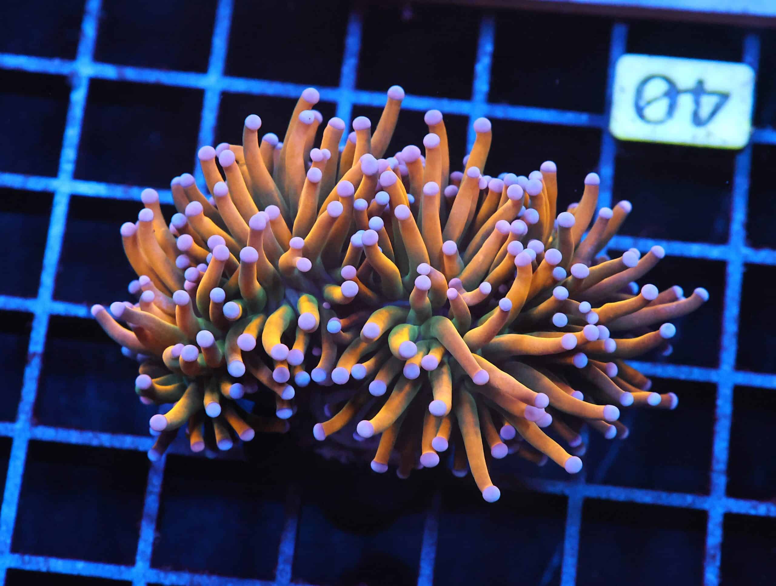 J40 - INDO TORCH GRAIL VARIANT 2 HEAD