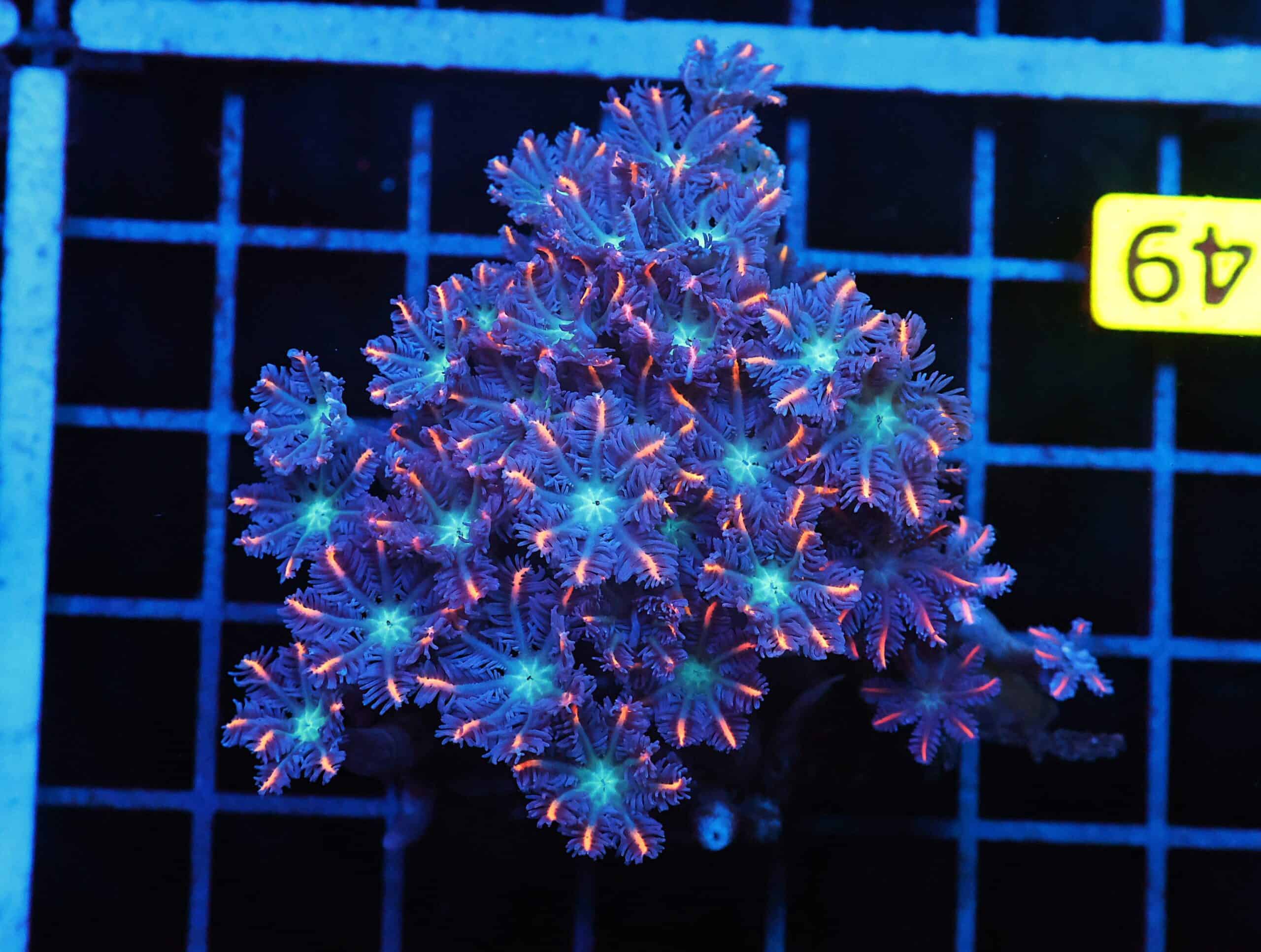 J49 - INDO GLOVE POLYP